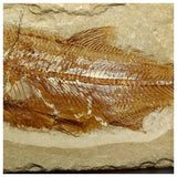 14011- Amazing Rare Fossil Fish Sedenhorstia sp Cretaceous Age Lebanon