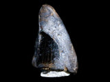 10041 - Real Tyrannosaurus Rex Dinosaur Fossil Tooth Tip - Hell Creek Fm - Montana