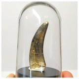 H1 - Museum Grade Serrated Tyrannosaurus rex Tooth Cretaceous Dinosaur