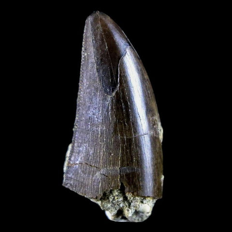 10056 - Amazing Albertosaurus Serrated Tyrannosaurid Dinosaur Tooth Cretaceous - Montana