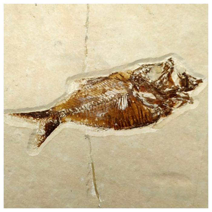 15000 - Amazing Rare Fossil Fish Armigatus sp Cretaceous Age Lebanon