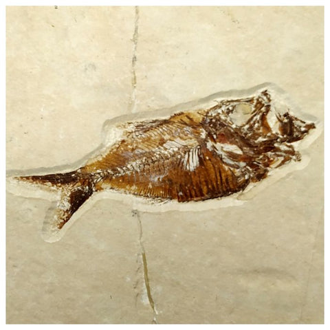 15000 - Amazing Rare Fossil Fish Armigatus sp Cretaceous Age Lebanon