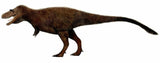 10040 - Museum Grade Gorgosaurus Serrated Tyrannosaurid Tooth Cretaceous Dinosaur