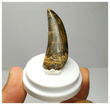 L25 - Museum Grade Serrated Tyrannosaurus rex Tooth Cretaceous Dinosaur