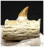 13056 - Amazing Rare Halisaurus walkeri (Mosasaur) Partial Jaw Bone with 1 Tooth