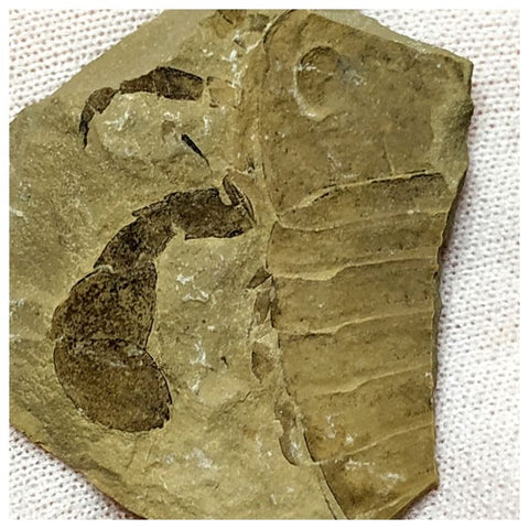 13040 - Silurian Sea Scorpion Eurypterus Balteurypterus with Preserved Appendages