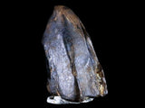 10041 - Real Tyrannosaurus Rex Dinosaur Fossil Tooth Tip - Hell Creek Fm - Montana