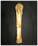 13070 - Exceedingly Rare Pterosaur Limb Bone - Nyctosaurid Alcione sp Late Cretaceous