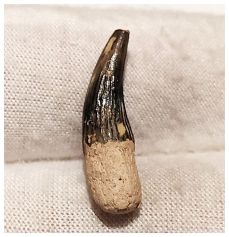 13006 - Exceedingly Rare Plesiosaur (Elasmosaur) Tooth - Stary Oskol, Russia - Cretaceous