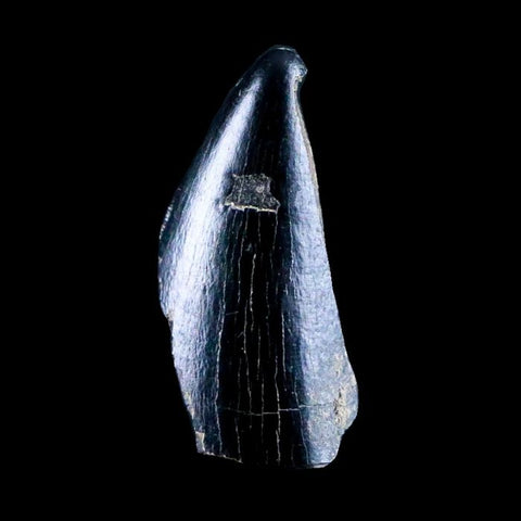 10043 - Real Tyrannosaurus Rex Dinosaur Fossil Tooth Tip - Hell Creek Fm - Montana