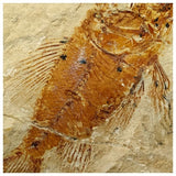 14012- Amazing Rare Fossil Fish Ctenothrissa sp Cretaceous Age Lebanon