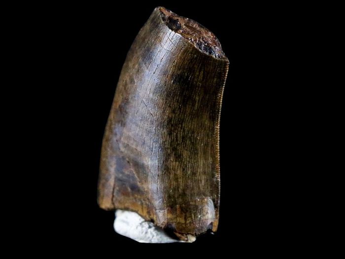 10042 - Real Daspletosaurus Tyrannosaurid Dinosaur Tooth Cretaceous ...