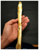 13070 - Exceedingly Rare Pterosaur Limb Bone - Nyctosaurid Alcione sp Late Cretaceous