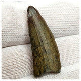10124 - Exceedingly Rare Suchomimus tenerensis Dinosaur Tooth - Elrhaz Fm - Niger