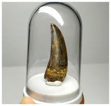 L25 - Museum Grade Serrated Tyrannosaurus rex Tooth Cretaceous Dinosaur