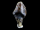 10140 - Top Rare Ankylosaurus Dinosaur Fossil Tooth - Judith River Fm - Montana