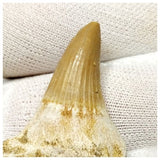 14010- Finest Grade Rooted Platecarpus ptychodon (Mosasaur) Tooth