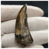 10120 - Exceedingly Rare Suchomimus tenerensis Dinosaur Tooth - Elrhaz Fm - Niger