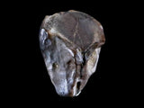 10047 - Real Triceratops horridus Dinosaur Fossil Tooth - Hell Creek Fm - Montana