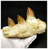 13054 - Huge Partial Prognathodon anceps (Mosasaur) Jaw with Teeth