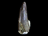 10056 - Amazing Albertosaurus Serrated Tyrannosaurid Dinosaur Tooth Cretaceous - Montana