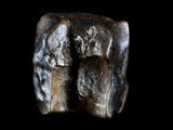 10055 - Rare Centrosaurus Fossil Tooth Ceratopsid Dinosaur Judith River Fm - Montana
