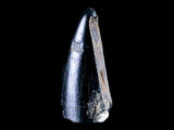 10043 - Real Tyrannosaurus Rex Dinosaur Fossil Tooth Tip - Hell Creek Fm - Montana