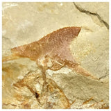 14015- Great Coccodus insignis Pycnodontiform Fish Fossil Cretaceous Age Lebanon