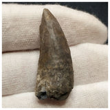 10121 - Exceedingly Rare Suchomimus tenerensis Dinosaur Tooth - Elrhaz Fm - Niger