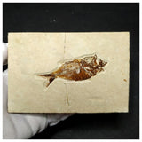 15000 - Amazing Rare Fossil Fish Armigatus sp Cretaceous Age Lebanon