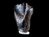 10052 - Rare Centrosaurus Fossil Tooth Ceratopsid Dinosaur Judith River Fm - Montana