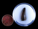 10040 - Museum Grade Gorgosaurus Serrated Tyrannosaurid Tooth Cretaceous Dinosaur