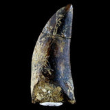 10058 - Amazing Albertosaurus Serrated Tyrannosaurid Dinosaur Tooth Cretaceous - Montana