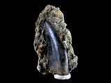 10057 - Amazing Albertosaurus Serrated Dinosaur Tooth in Natural Matrix - Cretaceous - Montana