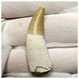 14005 - Finest Grade Complete Rooted Dyrosaurus phosphaticus Crocodile Tooth