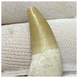 14005 - Finest Grade Complete Rooted Dyrosaurus phosphaticus Crocodile Tooth