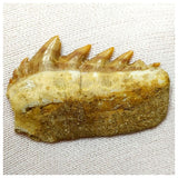14001- Nicely Preserved Notidanodon loozi (Cow Shark) Tooth