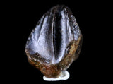 10053 - Rare Centrosaurus Fossil Tooth Ceratopsid Dinosaur Judith River Fm - Montana