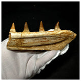 13050 - Great Platecarpus ptychodon (Mosasaur) Partial Jaw with Teeth