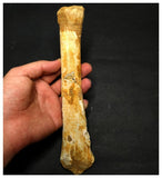 13070 - Exceedingly Rare Pterosaur Limb Bone - Nyctosaurid Alcione sp Late Cretaceous