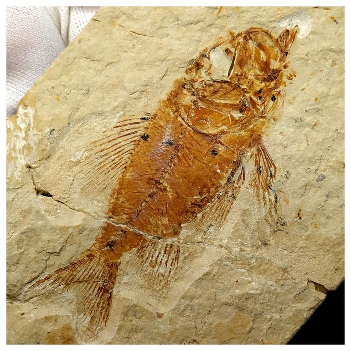 14012- Amazing Rare Fossil Fish Ctenothrissa sp Cretaceous Age Lebanon