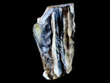 10046 - Real Triceratops horridus Dinosaur Fossil Tooth - Hell Creek Fm - Montana