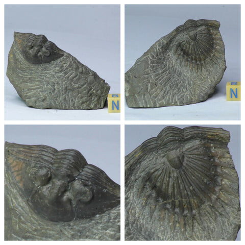 L111 - Exclusive New Undescribed 1.37'' Thysanopeltis Middle Devonian Trilobite - Order Seth