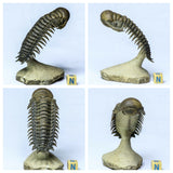 Anthony Dailly Order - Flying Trilobites- L49 Crotalocephalina, L58 Paralejurus, L56 Drotops, L54 Scabriscutellum