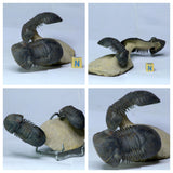 Anthony Dailly Order - Flying Trilobites- L49 Crotalocephalina, L58 Paralejurus, L56 Drotops, L54 Scabriscutellum