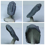 Anthony Dailly Order - Flying Trilobites- L49 Crotalocephalina, L58 Paralejurus, L56 Drotops, L54 Scabriscutellum