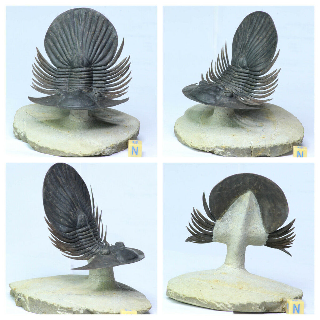 Anthony Dailly Order - Flying Trilobites- L49 Crotalocephalina, L58 Paralejurus, L56 Drotops, L54 Scabriscutellum