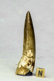 Frédéric Bacart Order - Trilobites lot + Spinosaurus tooth (C47, L152, L149, L130, L129)