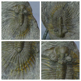 Frédéric Bacart Order - Trilobites lot + Spinosaurus tooth (C47, L152, L149, L130, L129)