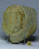 Frédéric Bacart Order - Trilobites lot + Spinosaurus tooth (C47, L152, L149, L130, L129)